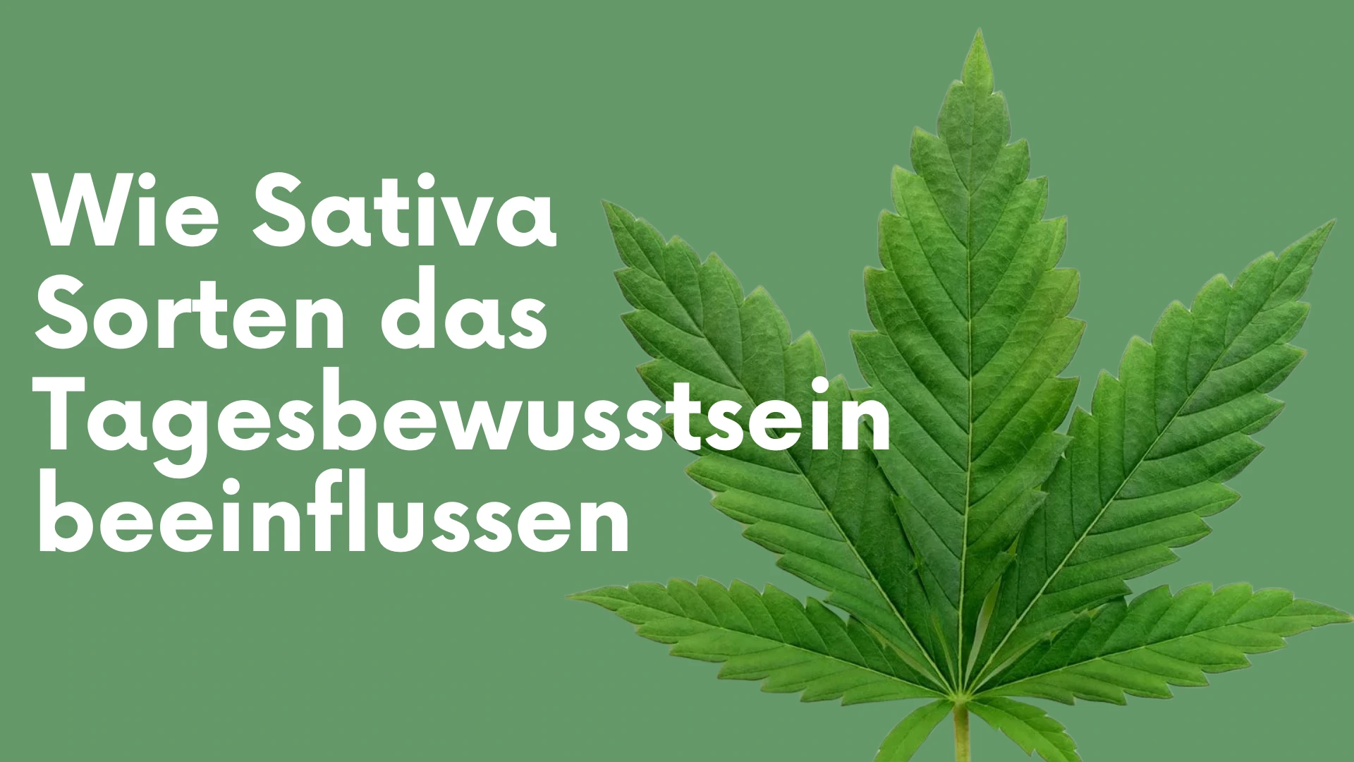 Wie Sativa Sorten das Tagesbewusstsein beeinflussen
